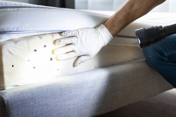 Best Ant Control Services  in Suncook, NH
