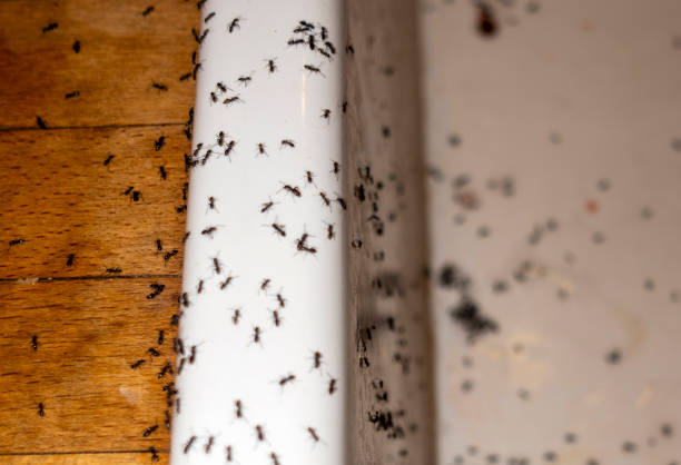 Best Commercial Pest Control Services  in Suncook, NH