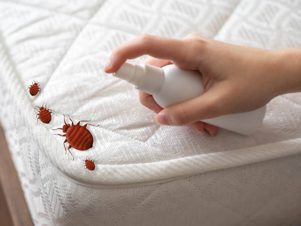 Best Local Pest Control Services  in Suncook, NH